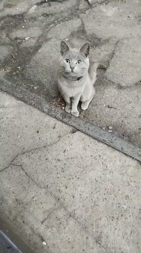Gray cat, makeup palette, and houseplants in rural Ukraine