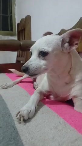 A white dog with large ears is lying on a bed with a pink and gray striped blanket. The dog is looking to the left with its eyes partially closed. In the background, there is a wooden chair. The lighting suggests it is nighttime or indoors.