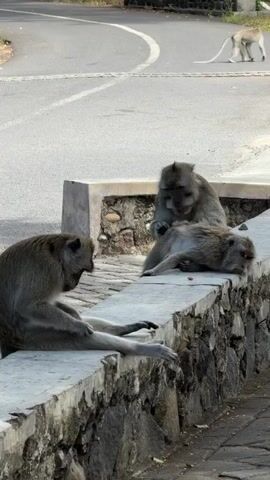 The video shows three monkeys sitting on a stone wall. One monkey is in the foreground to the left, facing the other two. Two other monkeys are on the wall to the right, with one lying on its side and the other grooming it. In the background, a road curves through a grassy area, and a fourth monkey is walking on the road. The overall environment appears to be an outdoor, possibly natural or park-like setting.