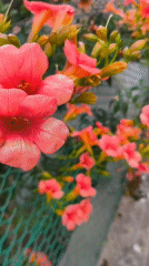 Flowers and stormy skies over Passignano sul Trasimeno