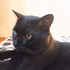 Black cat with different colored eyes spotted in Novocherkassk
