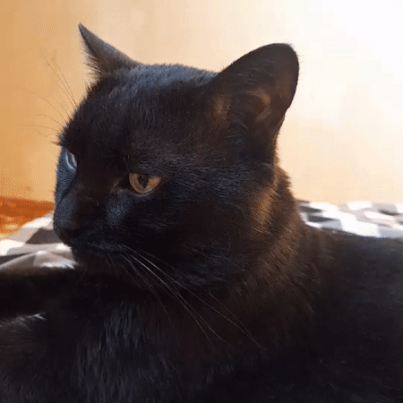 Black cat with different colored eyes spotted in Novocherkassk