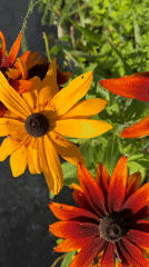 Close-up tour of a colorful Ventspils garden in bloom