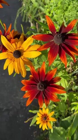 The video shows a close-up of several Black-Eyed Susan flowers with dark centers and yellow or red-orange petals. The flowers are in focus, with a blurred background of green foliage and a dark surface, possibly asphalt or soil. Sunlight casts shadows on the flowers, highlighting their textured petals. There are no people or animals visible in the video.