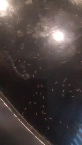 A very shallow depth of field shot, focusing on a dark, reflective surface, potentially a countertop or table. Scattered across the surface are numerous small, reddish-brown insects, most likely ants, moving in various directions. The lighting is dim with a bright light source reflecting in the upper center of the frame, creating a glare. The bottom left corner shows a portion of a lighter-colored edge, possibly belonging to the surface or an adjacent object. The insects are numerous and appear to be foraging or traveling.
