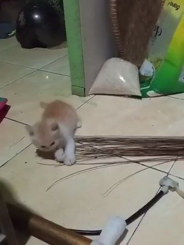 A small, light-colored kitten with orange markings is on a tiled floor. The kitten is exploring its surroundings, sniffing at a broom lying on the floor. In the background, there are bags of rice, a woven basket, and a black helmet. The scene appears to be indoors, possibly a home. The kitten moves cautiously, looking around with curiosity.