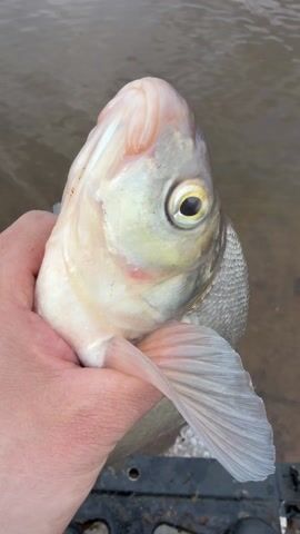 A person's hand holds a large, light-colored fish, likely a freshwater species, against a backdrop of murky water. The fish has large scales, a prominent eye with a dark pupil and yellow iris, and a slightly open mouth. Its fins are visible, including a pectoral fin spread out near the hand. A reddish mark or wound is visible on the fish's side.

The hand, wearing a dark-colored watch, firmly grips the fish around its gills and body. In the background, a fishing rod stand with orange accents is partially visible, and the water extends into the distance under an overcast sky. Part of the text "FEEDER T..." is legible on the fishing rod stand. The scene depicts a moment after a fish has been caught, presumably during a fishing activity in a body of water, possibly a river or lake in Chaykovsky, Russia. The lighting suggests it is daytime, possibly with cloudy weather.