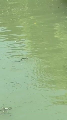 A snake is swimming in green water. There are small fish in the water around the snake. The snake is dark-colored and appears to be moving from left to right. The water is slightly murky.