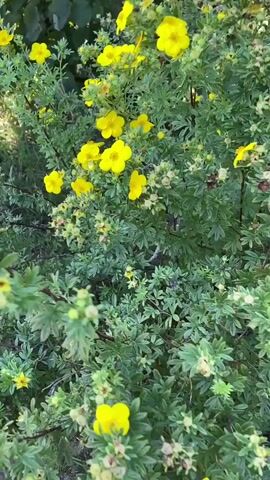 This is a close-up, handheld video of a flowering shrub with small, bright yellow blossoms. The camera pans slowly across the branches, highlighting clusters of flowers. The leaves are green and somewhat feathery. The background is slightly blurred, but appears to be more greenery, suggesting an outdoor setting. There are no people or animals visible in the video.