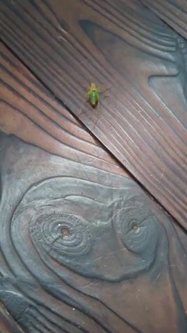 A close-up shot shows a small, green insect with long legs and antennae resting on a dark wooden surface. The wood has a prominent grain pattern and appears to be made of planks joined together. The insect is positioned slightly off-center, and its body is a vibrant green, while its legs are a lighter, straw-like color. The background of the wooden surface has darker, almost black areas with circular patterns, possibly representing knots or aged wood. The lighting suggests it might be daytime, but the setting is indoor, likely on a floor or table, given the texture and grain of the wood. No people or text are visible in the frame.