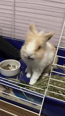 Pet rabbit feeding and TV viewing captured in Sofia