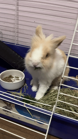 Pet rabbit feeding and TV viewing captured in Sofia