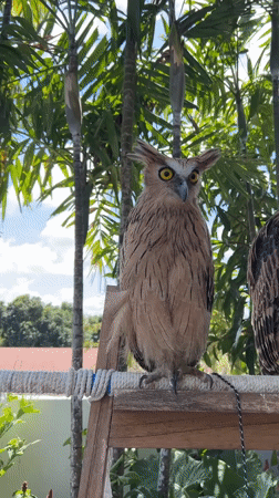 Owls on perches at a tropical bird spot in Bali