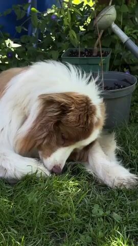 A brown and white (red merle) dog is seen lying on a patch of green grass in a sunny outdoor setting, likely a garden or yard in Graz, Austria. The dog is initially sleeping with its eyes closed, appearing very relaxed. Its fluffy fur is visible, with a prominent white mane around its head. In the background, there are various green plants, some in dark gray and green plant pots, a blue barrel or container, and what appears to be a watering can. The sunlight casts shadows on the grass. The dog then gently lifts its head slightly and begins to lick its front paw, before settling back down. The scene conveys a sense of peace and tranquility.