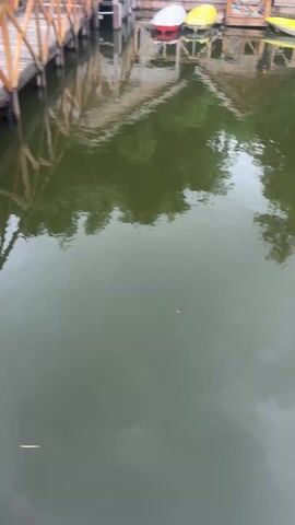 The video shows a serene lake surrounded by lush greenery and trees. The camera pans upwards from the calm water reflecting the sky and trees to reveal a vibrant blue sky with fluffy white clouds. A yellow boat is docked on a wooden platform near the shore. The camera then moves onto a wooden boat on the lake, where the viewer is given a close-up shot of the wood. The trees on the hillside across the lake create a dense green backdrop.