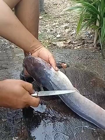 A person is preparing a fish, likely a catfish, on a large wooden cutting board. Their hands are holding the fish while a knife is used to make cuts along its body. The fish is long and slender with a dark head transitioning to a lighter body. The cutting board is wet, suggesting the fish has been cleaned or is in the process of being prepared. The environment appears to be outdoors, with greenery and a concrete structure visible in the background.