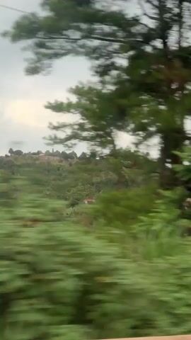 The video shows a blurred view of trees and a utility pole from a moving vehicle. The sky is overcast. The camera appears to be moving from left to right.