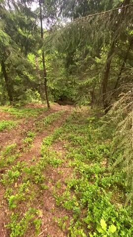 The video shows a motorcyclist riding up a dirt slope in a forest. The forest floor is covered in green plants and fallen leaves. The motorcyclist is wearing a red and black jacket, a helmet, and rides a red and black dirt bike. The motorcycle engine is loud as it powers through the terrain. The camera angle is mostly static.