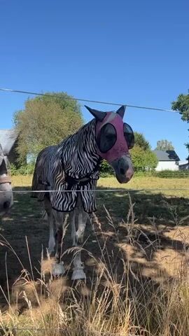 Two horses are in a fenced pasture on a sunny day. One horse, on the right, is wearing a zebra-striped fly mask and a zebra-striped fly sheet. The other horse, on the left, is wearing a dark bridle and a dark fly sheet. The horse on the left moves closer to the horse on the right, and its tail flicks. The horses are standing near tall, dry grass. Trees and a building are visible in the background under a clear blue sky.