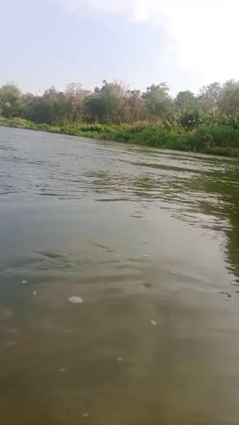 The video shows a wide river flowing through a natural landscape. The water is a murky green color, and the surface is rippled, indicating a current. The riverbanks are lined with dense vegetation, including trees and bushes. The sky is clear and pale, suggesting daytime. The camera appears to be positioned low, near the water level, possibly from a boat or while wading. There are no people or visible animals in the frame. The overall impression is one of a serene and undeveloped natural environment.