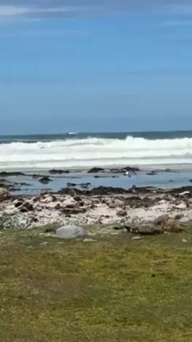 The video shows a coastal scene with waves breaking in the distance under a partly cloudy sky. The foreground consists of green grass transitioning into a rocky and sandy beach area. There are rocks and what appears to be some vegetation scattered on the beach. A bird flies across the frame at one point.