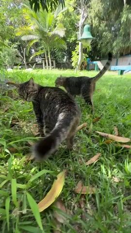 Two tabby cats are walking on a grassy lawn outdoors. The cat in the foreground is closer to the camera, and its back and tail are visible. The second cat is further away, facing left, and appears to be walking towards the left side of the frame. The environment is a backyard with green grass, fallen leaves, and trees in the background. There is also a blue bench and a light fixture visible in the distance. The lighting suggests it is daytime.