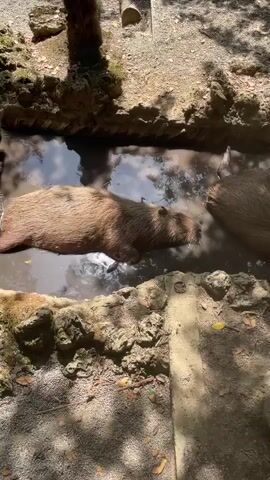 A capybara is lying on its side in muddy water. The capybara's eyes are closed. A second capybara's head is visible to the right of the first capybara. The water is shallow and appears to be in a naturalistic enclosure with rocky edges. Sunlight filters through trees, casting dappled shadows on the scene.