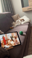 Dog sleeps upside-down on sofa in Budva, Montenegro