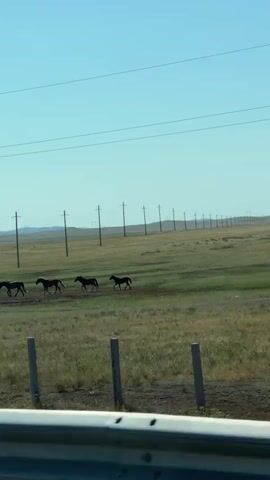 A herd of horses is visible in a grassy field under a clear blue sky. Telephone poles with wires stretch across the landscape. In the distance, a long train is moving on tracks. The horses are of various colors, including black, brown, and a piebald, and appear to be walking or trotting. Some of the horses are closer to the foreground, while others are further back. The ground is a mix of green grass and dry, brown earth. The overall impression is of a rural or steppe environment.