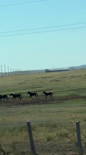 Horses graze on the Kazakh steppe as a train passes in the distance.