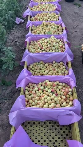 A high-angle, static shot shows a row of yellow and green apricots in yellow crates lined with purple plastic. The crates sit in a row on dirt, with some greenery on the left side of the frame. A black bucket is visible on the right side of the frame. The apricots appear fresh and recently picked.