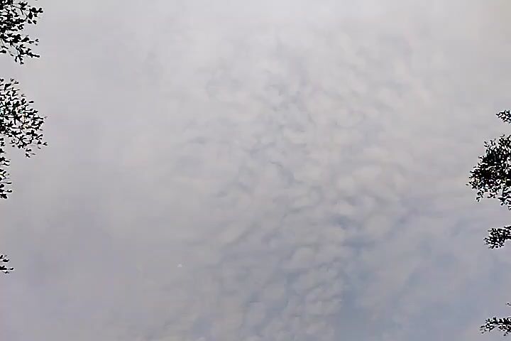 The video shows a view looking up at a cloudy sky framed by tree branches in the foreground. There are several small, dark objects flying in the sky, possibly birds or insects. The clouds are light and spread across the frame.