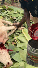Traditional cow butchering documented in Eziudo, Nigeria