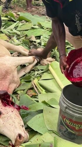 Traditional cow butchering documented in Eziudo, Nigeria