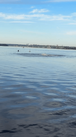 Leisure scenes documented along Perm waterfront during afternoon hours