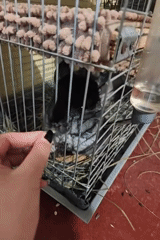 Pet owner feeds chinchilla on cloudy morning in Hadiach