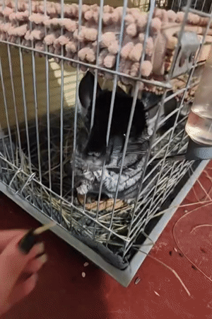 Pet owner feeds chinchilla on cloudy morning in Hadiach