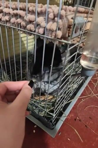 Pet owner feeds chinchilla on cloudy morning in Hadiach