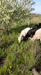 Goats graze near blooming tree in Ukrainian field