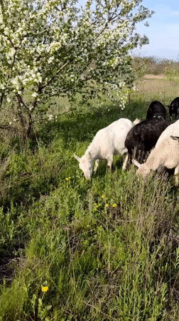 Goats graze near blooming tree in Ukrainian field