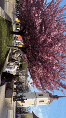 Cherry blossoms bloom in Târgu Mureș public square