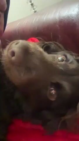 A close-up video shows a brown spaniel lying on a red surface, possibly a blanket. The dog is looking up at the camera with its big eyes. A person's face leans into the frame and is speaking to the dog. The person says, "You ran away again today, didn't you?"