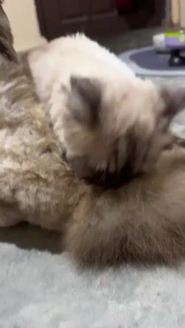 A fluffy cat is grooming itself on a textured surface. The cat has light-colored fur with darker markings around its face. It is licking its chest and paw. The background is blurred, but a doorway and some objects can be vaguely discerned.