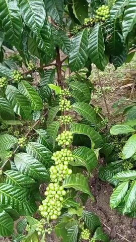 The camera is still and focused on a coffee plant loaded with green coffee beans. The plant's leaves are a glossy, vibrant green. The beans appear in clusters along the branches of the plant. The background appears to be a garden or agricultural setting. The angle of the shot is slightly low, looking up at the plant.