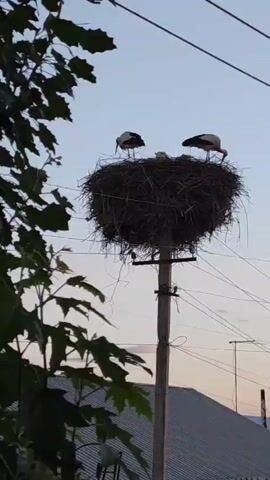 The video shows a stork's nest on top of a utility pole. Two adult storks stand on the edges of the large nest, while small chicks are visible within the nest. Power lines extend from the pole in different directions. Tree branches are visible in the foreground, and the roof of a building is seen in the background against a sky with a soft, light coloration, suggesting twilight.