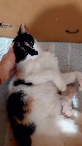 A calico cat lies on its back on a blue and white striped rug, its belly exposed. A human hand gently strokes the cat's head. Tucked close to the cat's belly, a tiny, light-colored kitten is visible, seemingly nursing or being held by the mother. The cat's eyes are open and appear alert. In the background, a brown cardboard box is visible, with some faint, dark text on its surface. The setting appears to be indoors, possibly a home, with soft lighting. The overall mood is one of tenderness and care between the mother cat and her kitten, with the human offering gentle interaction. There are no clear indicators of the time of day or weather.