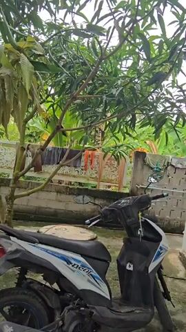 A motorcycle is parked in an outdoor area. Behind it, a clothesline hangs with several pieces of orange and beige fabric. A mango tree is visible, with a green mango hanging from a branch. The background shows lush green foliage. The scene appears to be in a residential area, possibly a backyard.