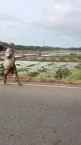 A man walks on the side of a road carrying a hoe over his shoulder. He is wearing a white shirt and a colorful sarong. Behind him, there are flooded rice fields with green sprouts and some patches of brown soil. The sky is cloudy, and there are trees in the distance. The road appears to be paved, and there is a narrow strip of dry grass and dirt between the road and the rice fields. The man is walking from left to right in the frame. The overall scene suggests a rural agricultural setting.