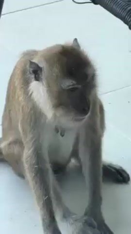 The video shows a macaque monkey sitting on a white tiled surface. The monkey is light brown, with a dark face and pale underside. It is sitting on its hind legs with its forearms resting on the floor in front of it. The monkey looks around and opens its mouth. A black woven chair is visible to the upper right of the monkey.