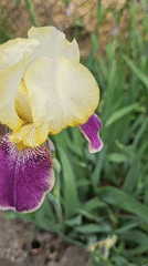 Spring blooms and wildlife captured in Blagoevgrad garden